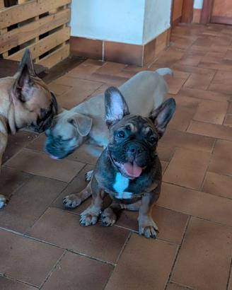 bulldog francese 
