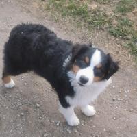 Cuccioloni australian shepherd