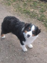 Cuccioloni australian shepherd