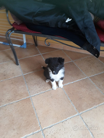 Cuccioli di Border Collie