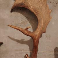 corna di stambecco e cervo