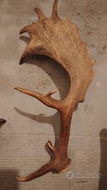 corna di stambecco e cervo