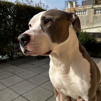Pitt bul