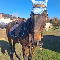 Cavallo vaquero super domato