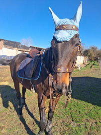 Cavallo vaquero super domato