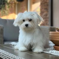 Cucciolo maschio di Maltese