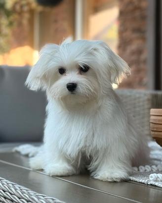 Cucciolo maschio di Maltese