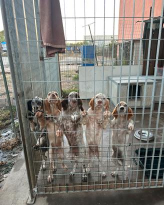 Cuccioli Setter Inglese