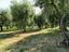 Immagine 10