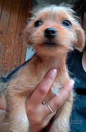 Cucciolo cane piccola taglia