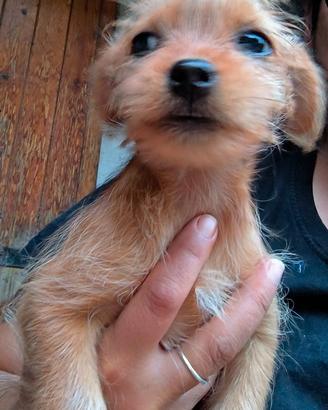 Cucciolo cane piccola taglia