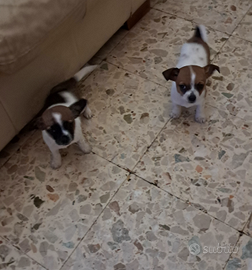 Cuccioli di chihuahua