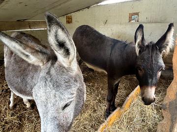 Asina gravida più asino maschio - Animali In vendita a Modena