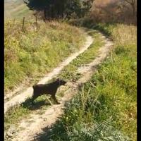 Cane per cinghiale