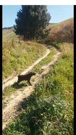 Cane per cinghiale