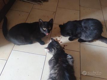 Gattini di 5 mesi