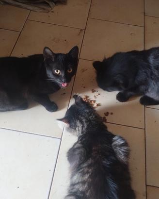 Gattini di 5 mesi