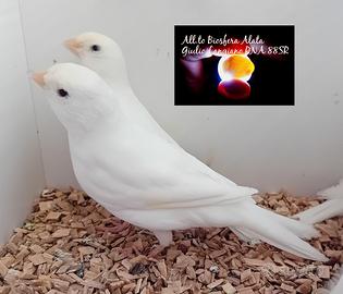 Disponibili canarini