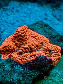 Corallo sps montipora
