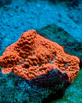 Corallo sps montipora