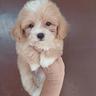 maltipoo-maschio-salerno