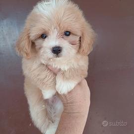 Maltipoo Maschio Salerno