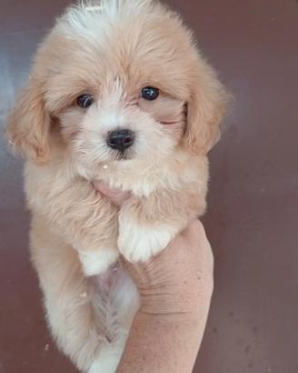 Maltipoo Maschio Salerno
