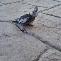 Pappagallo pullo calopsite