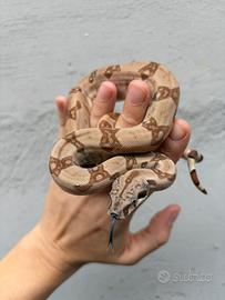 Maschio baby Boa constrictor maschio Hypo