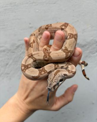 Maschio baby Boa constrictor maschio Hypo