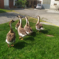 Animali da cortile