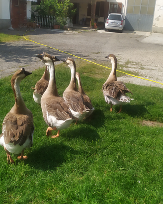 Animali da cortile
