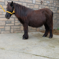 Pony adatta per i bambini