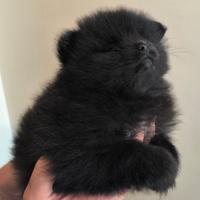 Spitz Pomerania