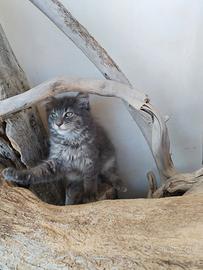Maine coon