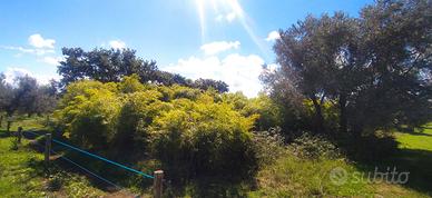 Terreno in tuscia viterbese