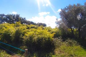 Terreno in tuscia viterbese