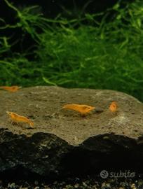 Caridine Orange Sakura