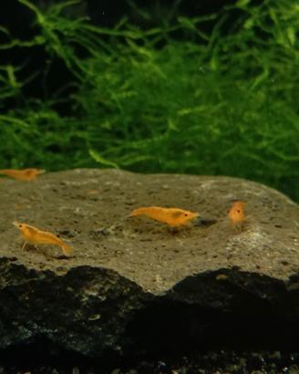 Caridine Orange Sakura