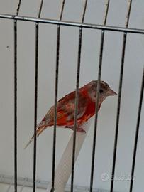 Cardinalino del Venezuela