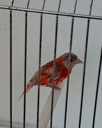 Cardinalino del Venezuela