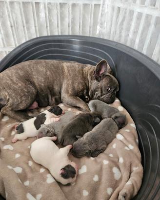Cuccioli di bulldog francese