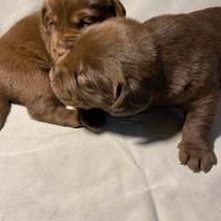 Cuccioli Labrador