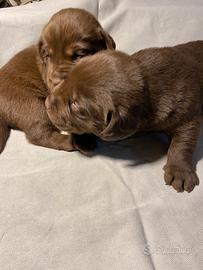 Cuccioli Labrador