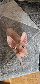 Gattino Sphynx