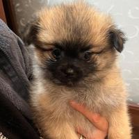 Cucciola spitz Pomerania