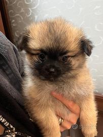 Cucciola spitz Pomerania