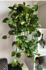 Pothos