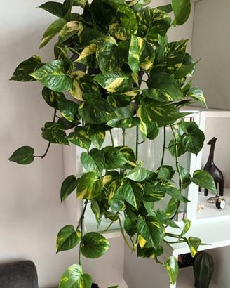Pothos