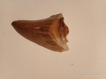Dente fossile